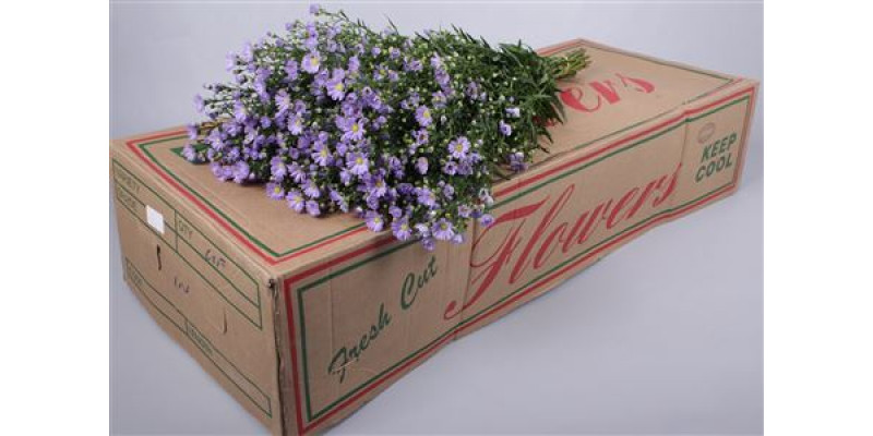 Aster Cassandra 80cm  Col-Milka