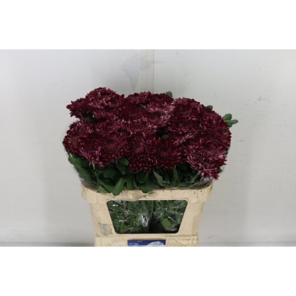 Chrysanthemums G Sheer Purple 80cm A1 Col-Burgundy