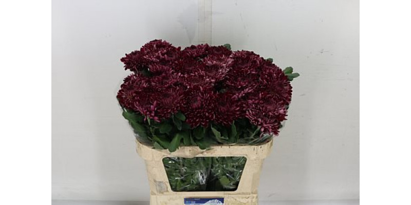 Chrysanthemums G Sheer Purple 80cm A1 Col-Burgundy
