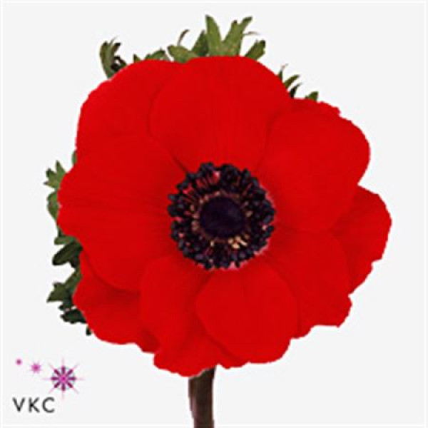 Anemone Marianne Red 50cm A1 Col-White