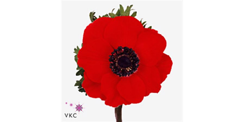 Anemone Marianne Red 50cm A1 Col-White