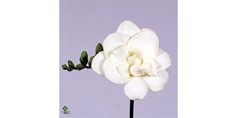 Freesias du double dutch 0cm 