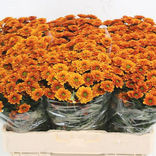 Chrysanthemums S Dusty Beige 55cm A1 Col-Orange