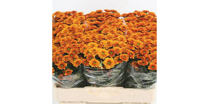 Chrysanthemums S Dusty Beige 55cm A1 Col-Orange