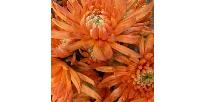 Chrysanthemums G Topspin Moonshine 70cm A1 Col-Bicolor