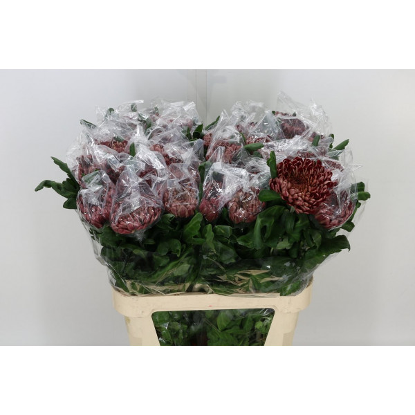 Chrysanthemums G Marlen 80cm A1 Col-Red