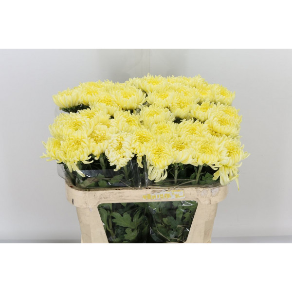 Chrysanthemums G Creamist 80cm A1 Col-White