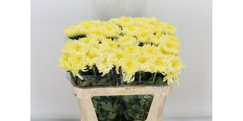 Chrysanthemums G Creamist 80cm A1 Col-White