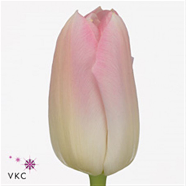 Tulips En Dynasty 40cm  Col-Pink