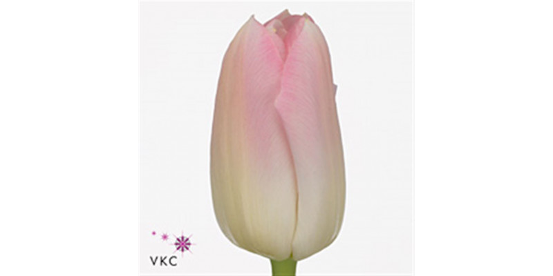 Tulips En Dynasty 40cm  Col-Pink