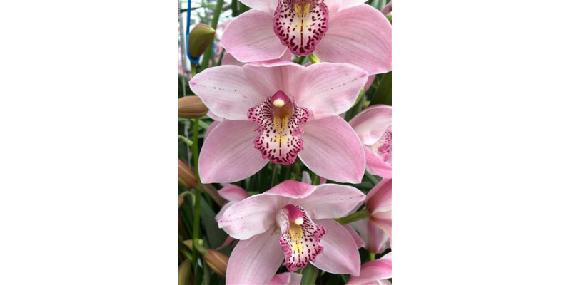 Orchid Cymb T Overig Donker Roze X9 60cm  Col-Dark Pink