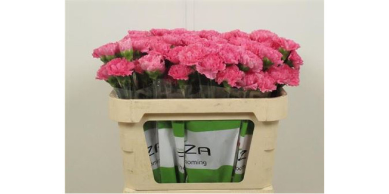 Orchid Cymb T Overig Wit X6 80cm  Col-White