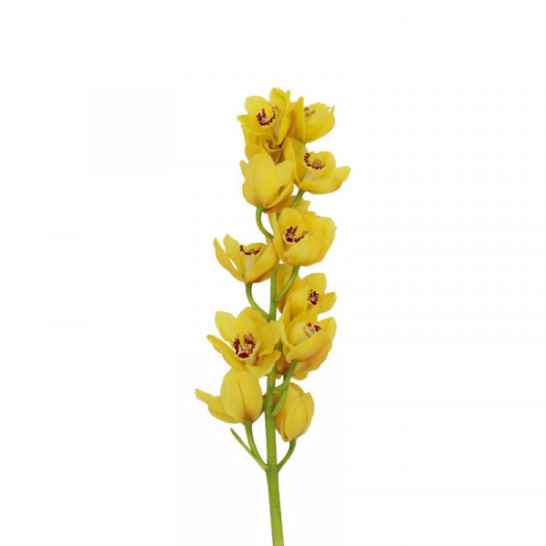 Orchid Cymb T Yellow X6 80cm EX Col-Yellow