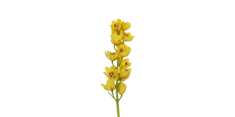 Orchid Cymb T Yellow X6 80cm EX Col-Yellow