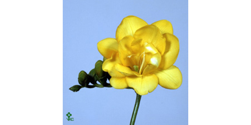 Freesias Du Golden Wave 0cm  Col-White