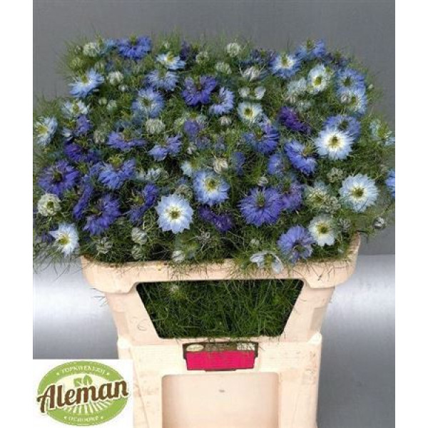 Nigella Da Power Blue  Col-Blue