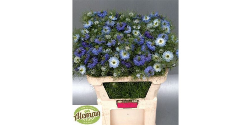 Nigella Da Power Blue  Col-Blue