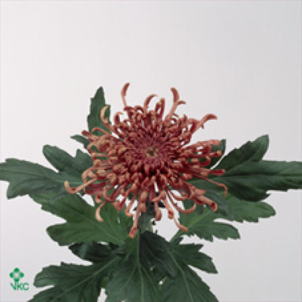 Chrysanthemums G Spider Cuivre 80cm A1 Col-Copper
