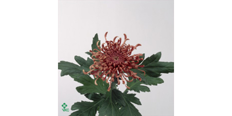 Chrysanthemums G Spider Cuivre 80cm A1 Col-Copper