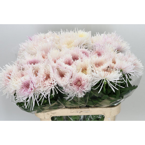 Chrysanthemums G Spider Spivio 80cm A1 Col-Green