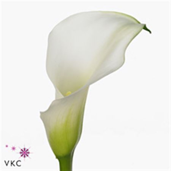 Zanthedeschias (Calla Lilly) Crystal Blush 70cm A1 Col-White