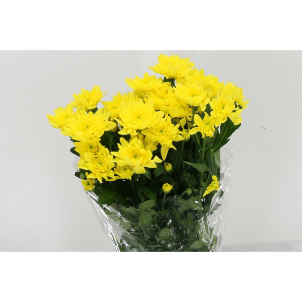 Chrysanthemums T Euro Sunny 70cm A1 Col-Yellow