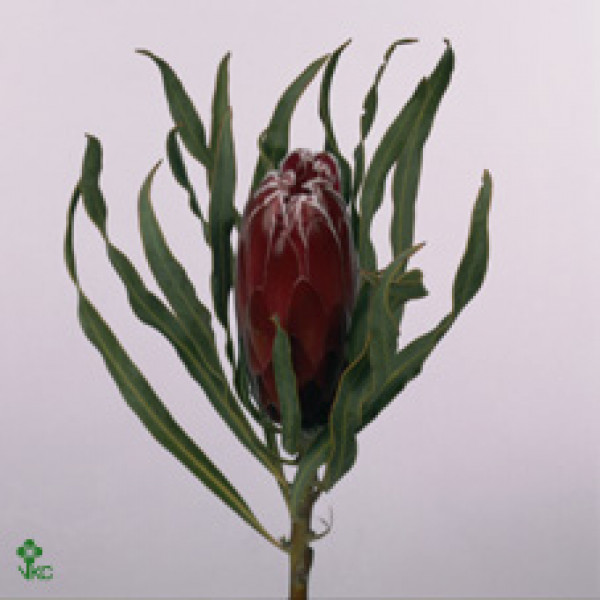 Protea Sheila 40cm A1 Col-Red