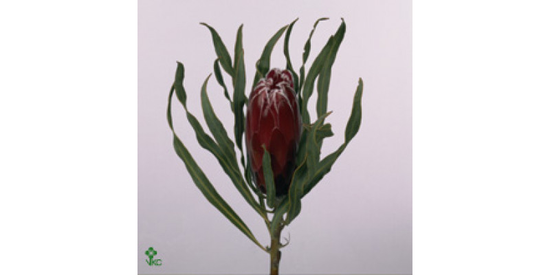 Protea Sheila 40cm A1 Col-Red