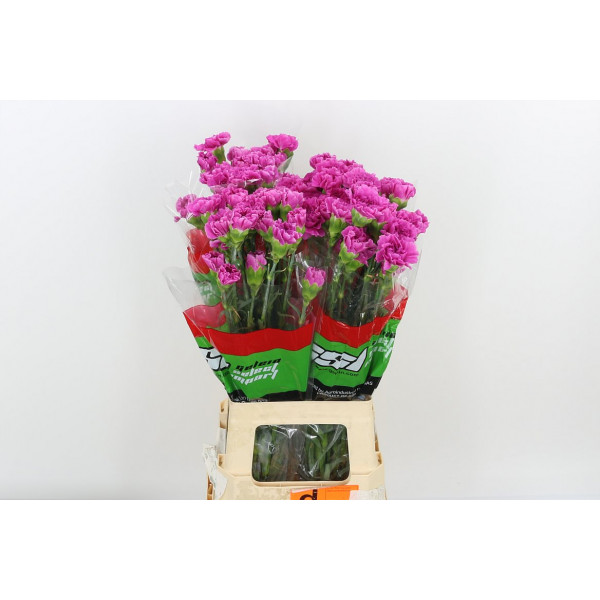 Dianthus St Farida 70cm A1 Col-Lavender