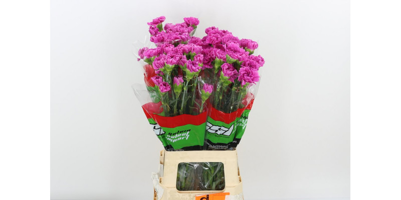 Dianthus St Farida 70cm A1 Col-Lavender