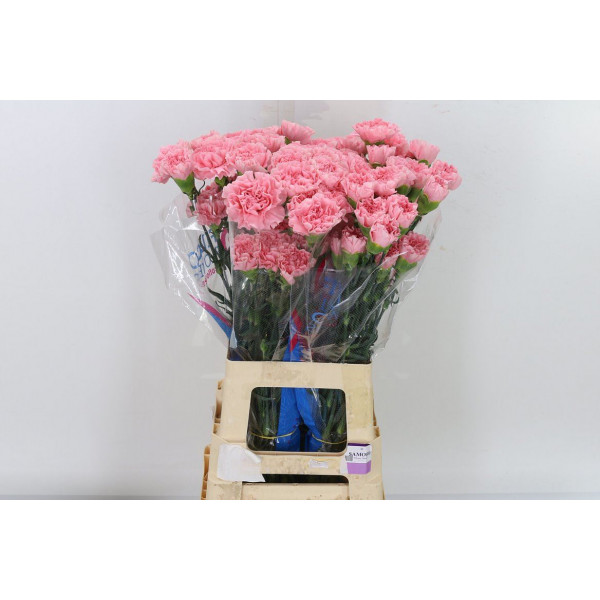 Dianthus St Essiana 70cm  Col-Pink