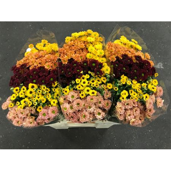 Chrysanthemums S Gem Breeze Mix 55cm A1 Col-Mixed