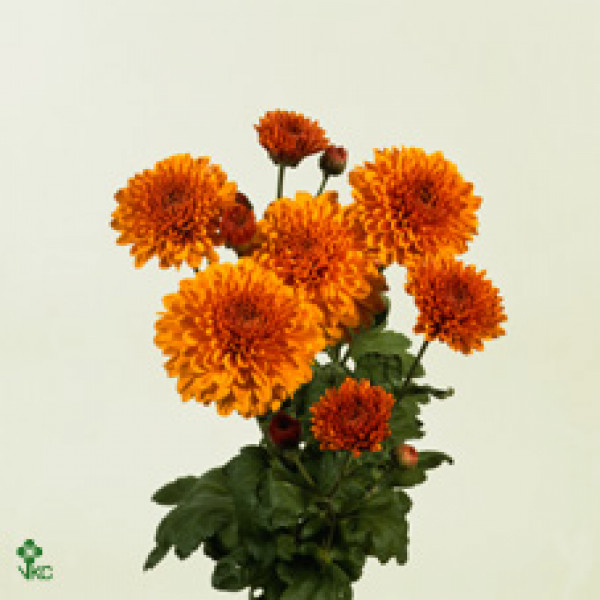 Chrysanthemums T Wendy 60cm A1 Col-Copper