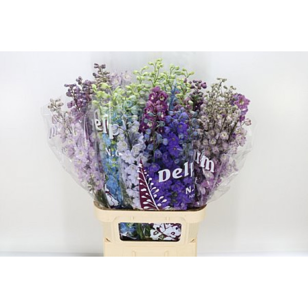 Delphinium Du Gemengd 90cm  Col-Mixed