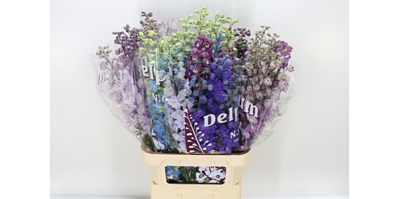 Delphinium Du Gemengd 90cm  Col-Mixed