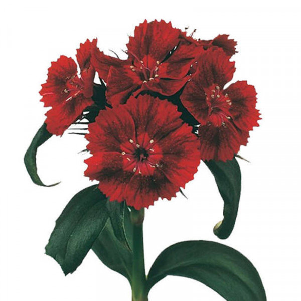 Dianthus Barb Red 50cm  Col-Red