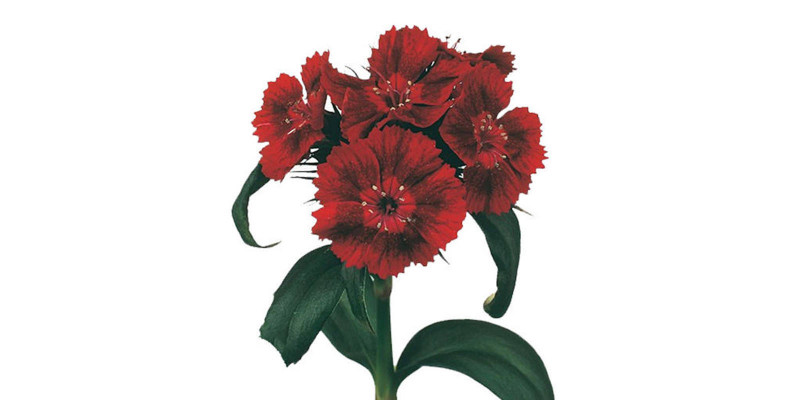 Dianthus Barb Red 50cm  Col-Red