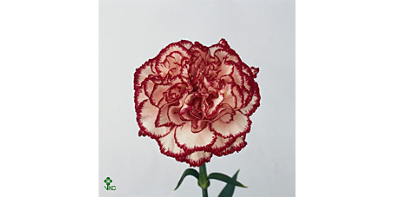 Dianthus St Olympia 70cm  Col-Bicolor