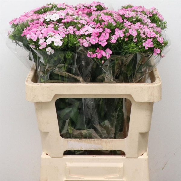 Dianthus Barb Pink 50cm  Col-Green