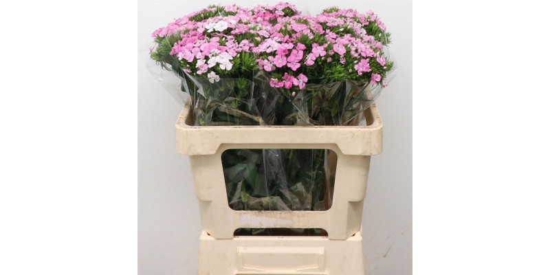 Dianthus Barb Pink 50cm  Col-Green