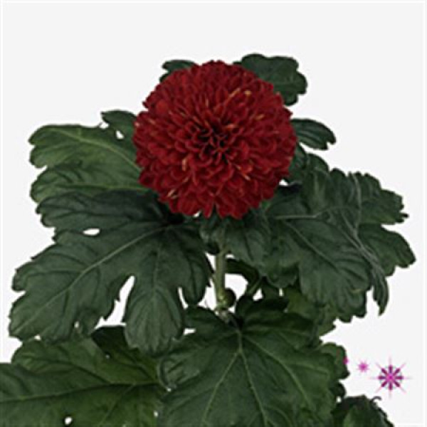 Chrysanthemums G Kiev 80cm A1 Col-Burgundy