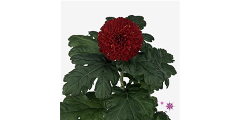 Chrysanthemums G Kiev 80cm A1 Col-Burgundy