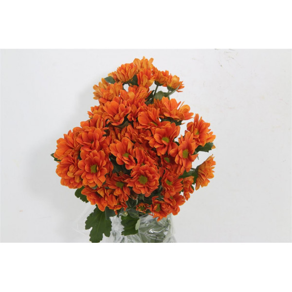 Chrysanthemums T Managua Orange 70cm A1 Col-Red