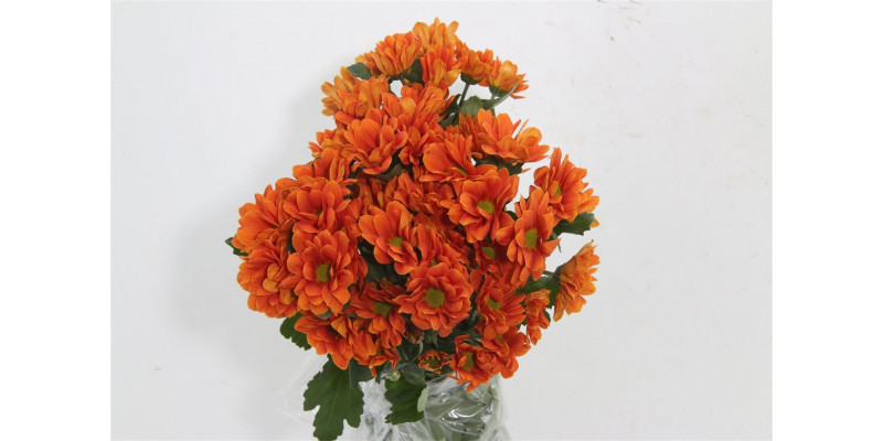 Chrysanthemums T Managua Orange 70cm A1 Col-Red