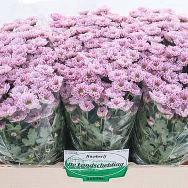 Chrysanthemums San Roze  Col-Pink