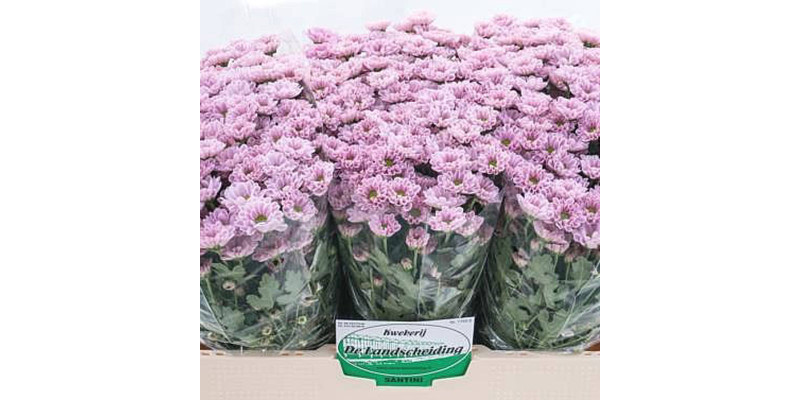 Chrysanthemums San Roze  Col-Pink