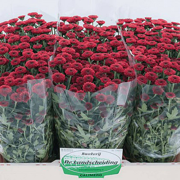 Chrysanthemums San Paars 55cm  Col-Burgundy