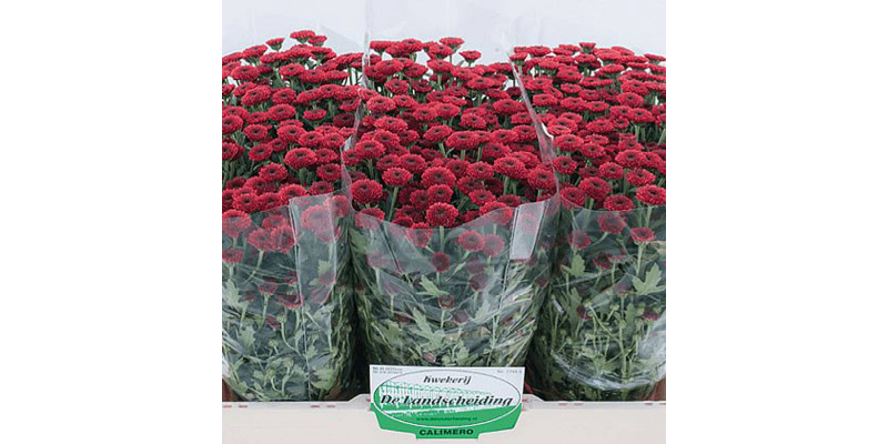 Chrysanthemums San Paars 55cm  Col-Burgundy