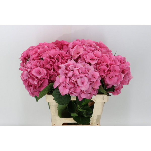 Hydrangea M Sibilla Rd 80cm A1 Col-Red