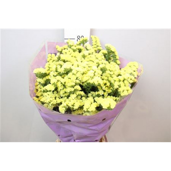 Limonium S Ov Geel 80cm A1 Col-Yellow